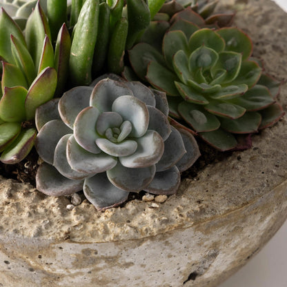 VivaTerra Live Small Succulent Bowl