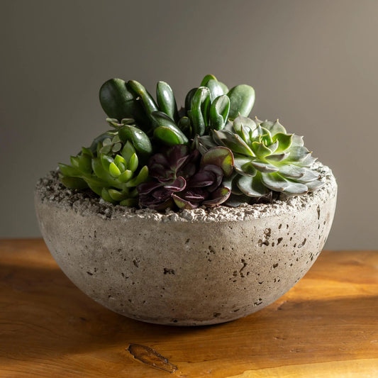 VivaTerra Live Medium Succulent Bowl