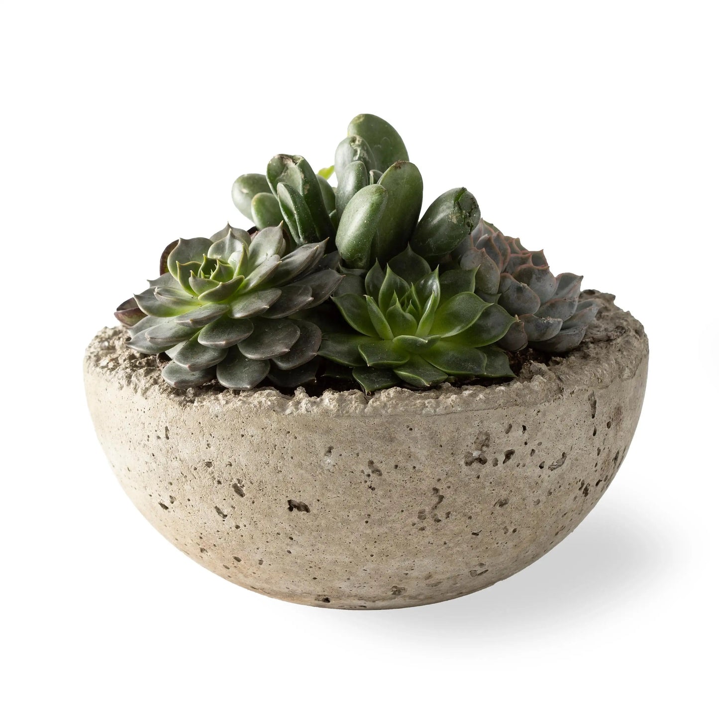 VivaTerra Live Medium Succulent Bowl