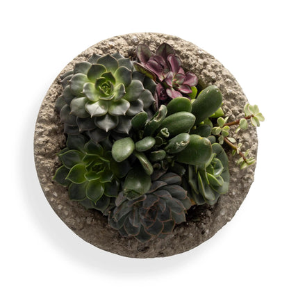 VivaTerra Live Medium Succulent Bowl