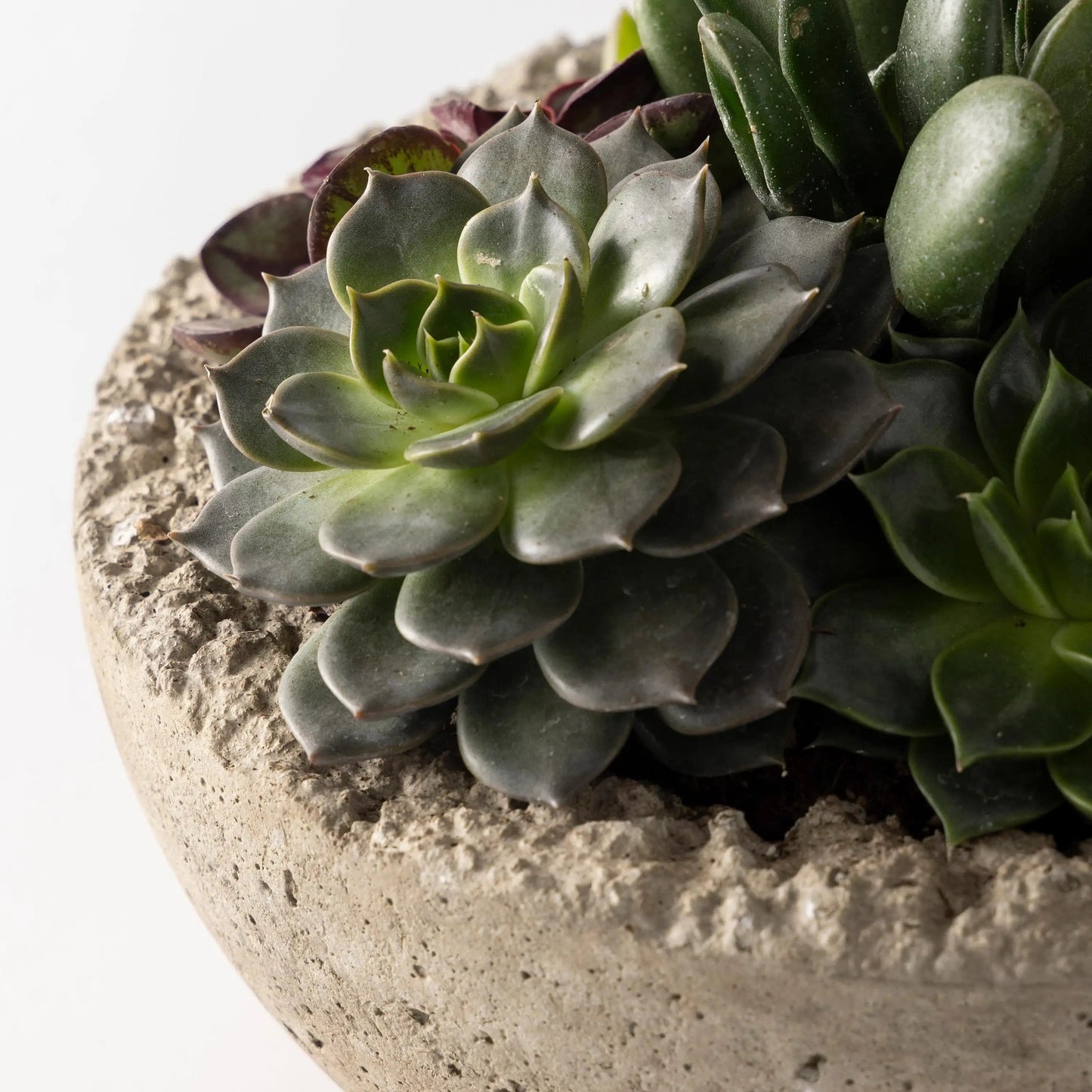 VivaTerra Live Medium Succulent Bowl