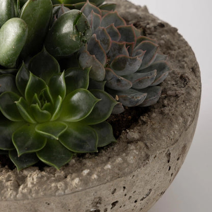 VivaTerra Live Medium Succulent Bowl