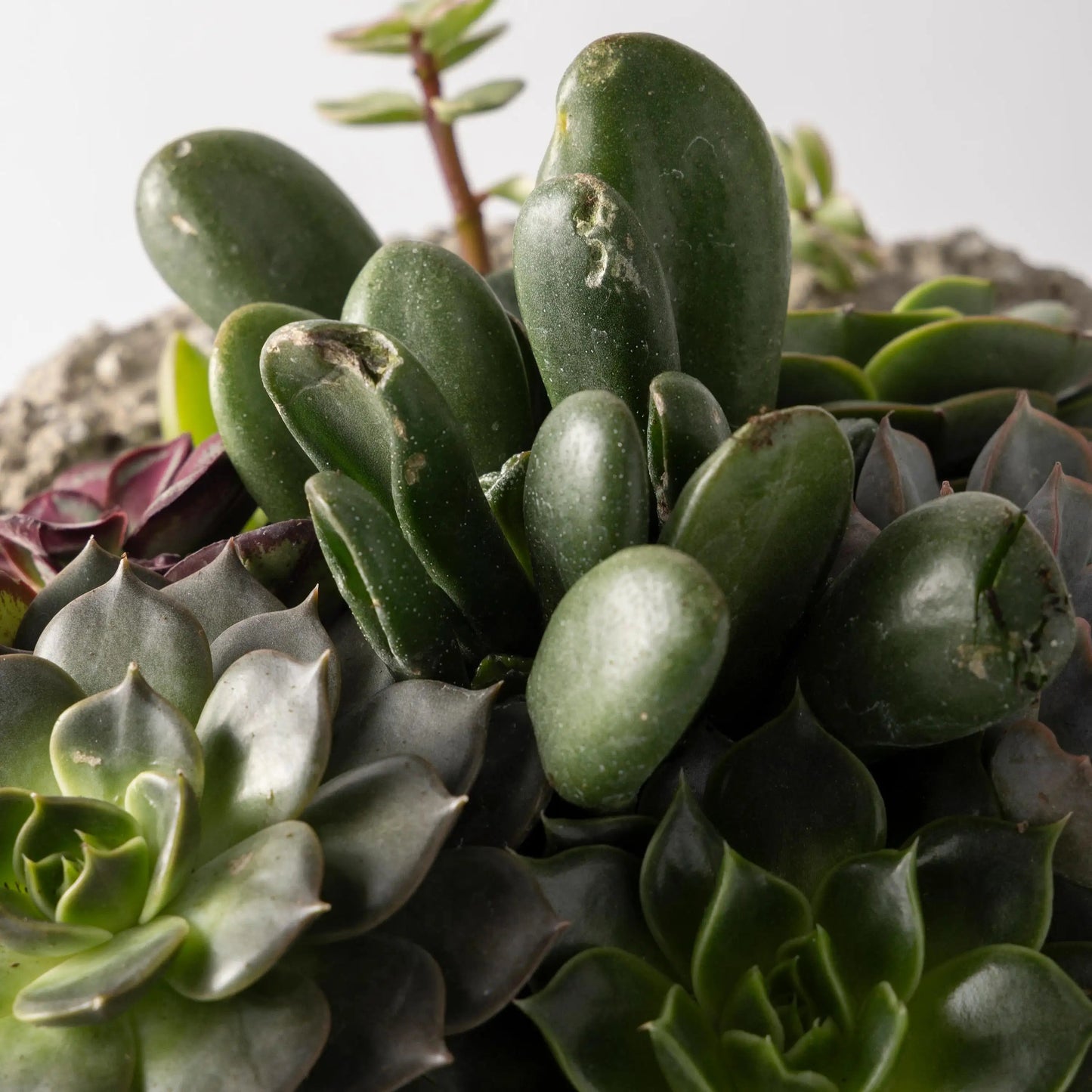 VivaTerra Live Medium Succulent Bowl