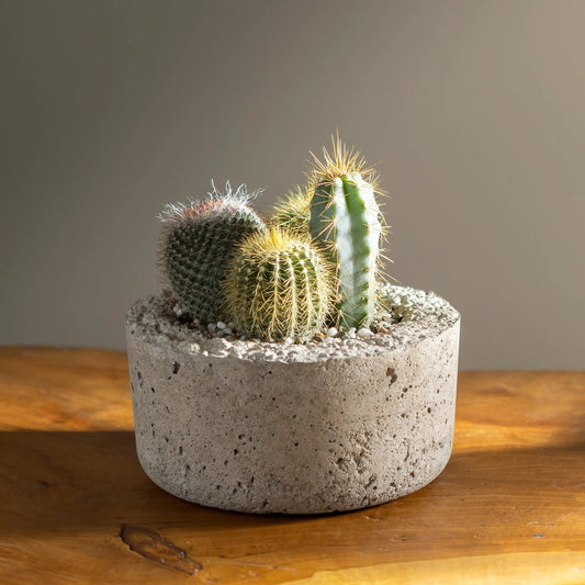 VivaTerra Small Live Cactus Dish Garden