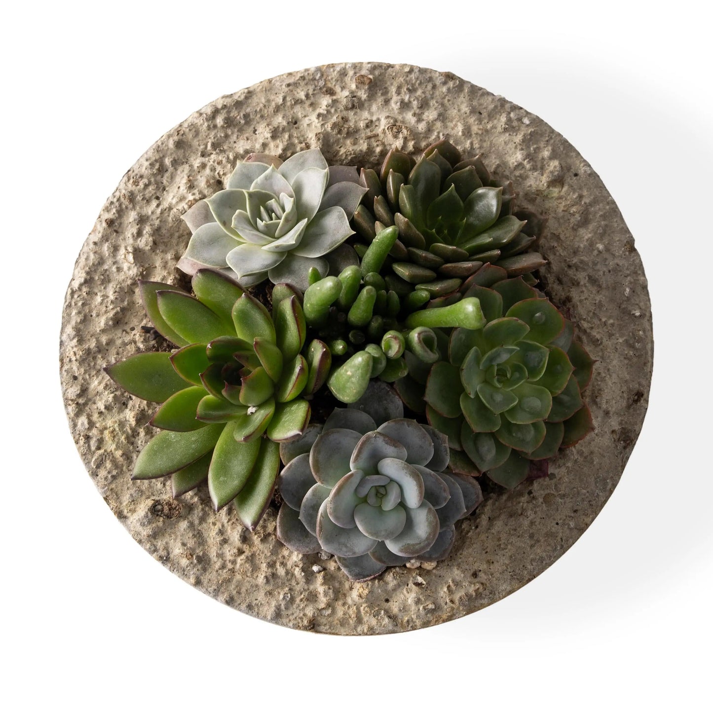 VivaTerra Live Small Succulent Bowl