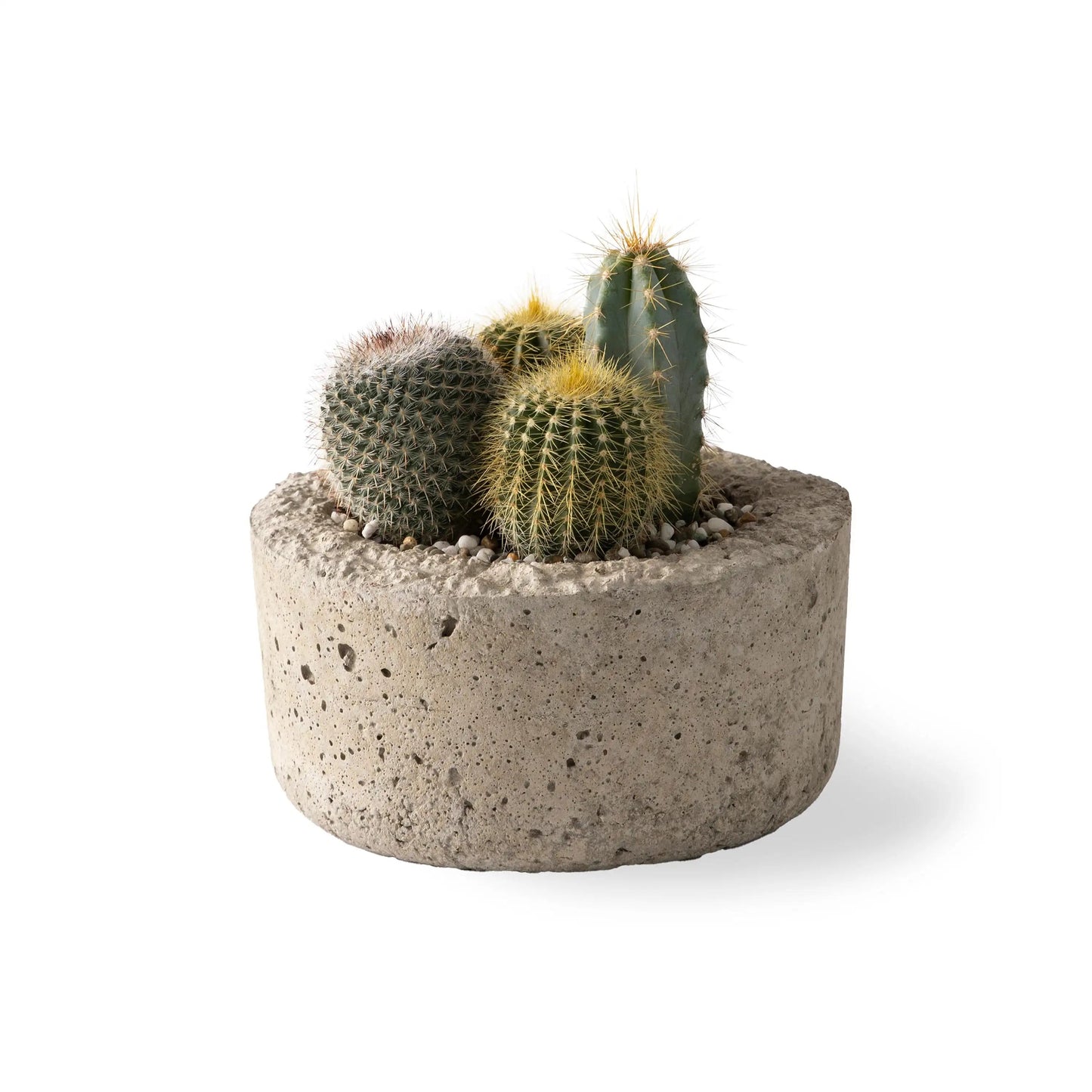 VivaTerra Small Live Cactus Dish Garden