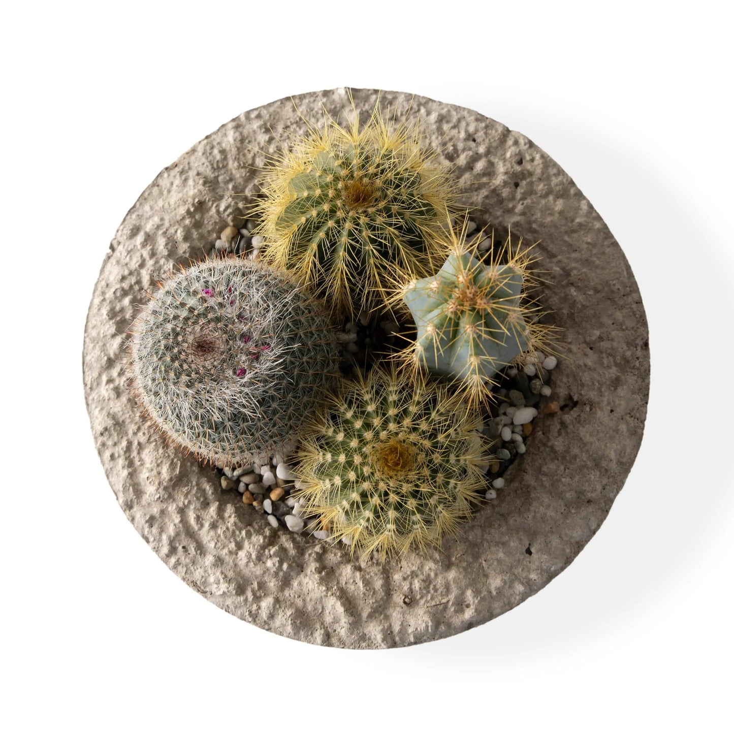 VivaTerra Small Live Cactus Dish Garden