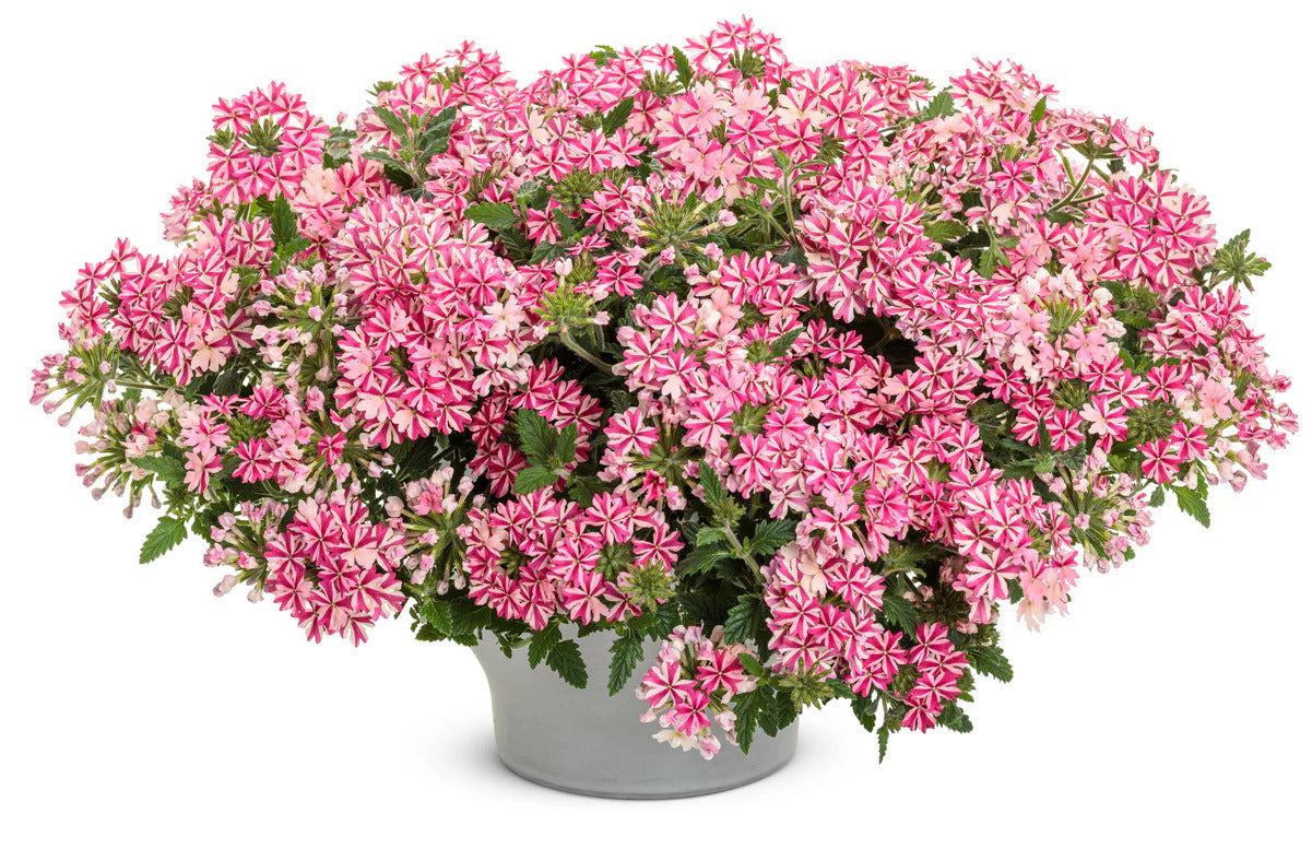 Proven Winners Direct Proven Winners Direct Supertunia Mini Vista Hot Pink (Petunia)