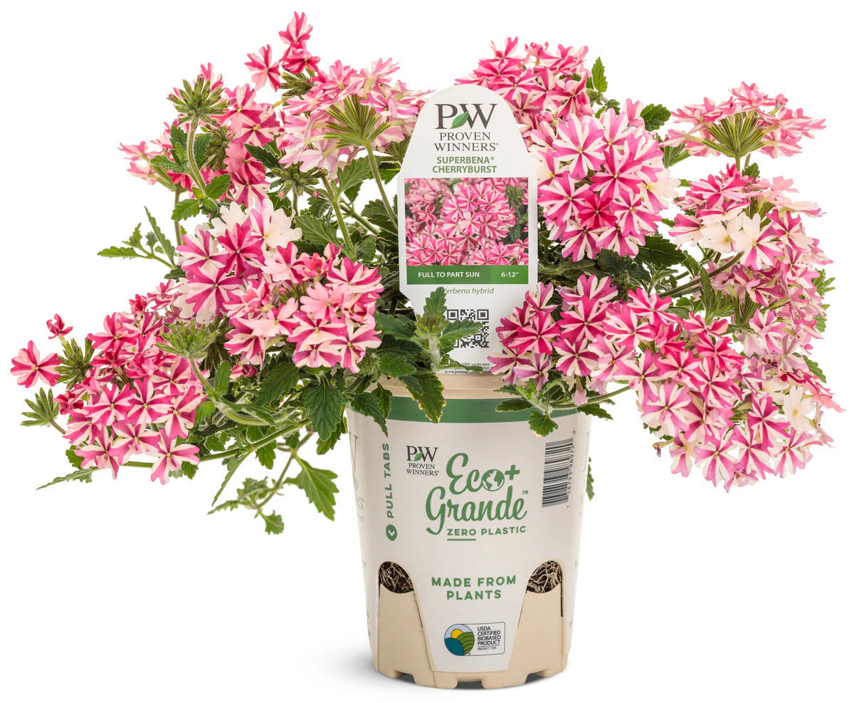 Proven Winners Direct Proven Winners Direct Supertunia Mini Vista Hot Pink (Petunia)