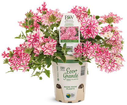 Proven Winners Direct Proven Winners Direct Supertunia Mini Vista Hot Pink (Petunia)