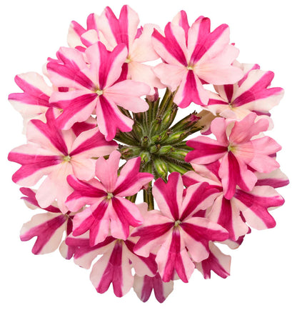 Proven Winners Direct Proven Winners Direct Supertunia Mini Vista Hot Pink (Petunia)