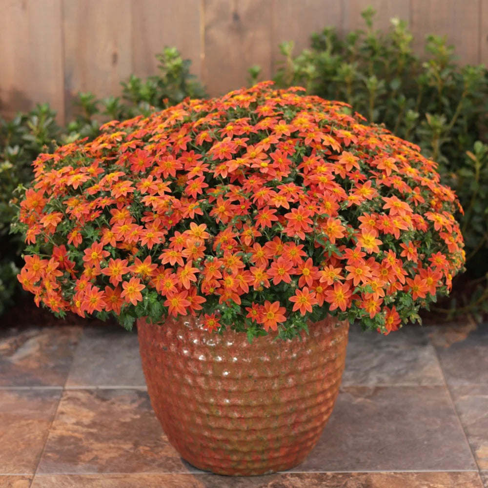 Proven Winners Direct Campfire Flame (Bidens)