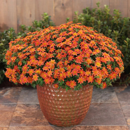 Proven Winners Direct Campfire Flame (Bidens)