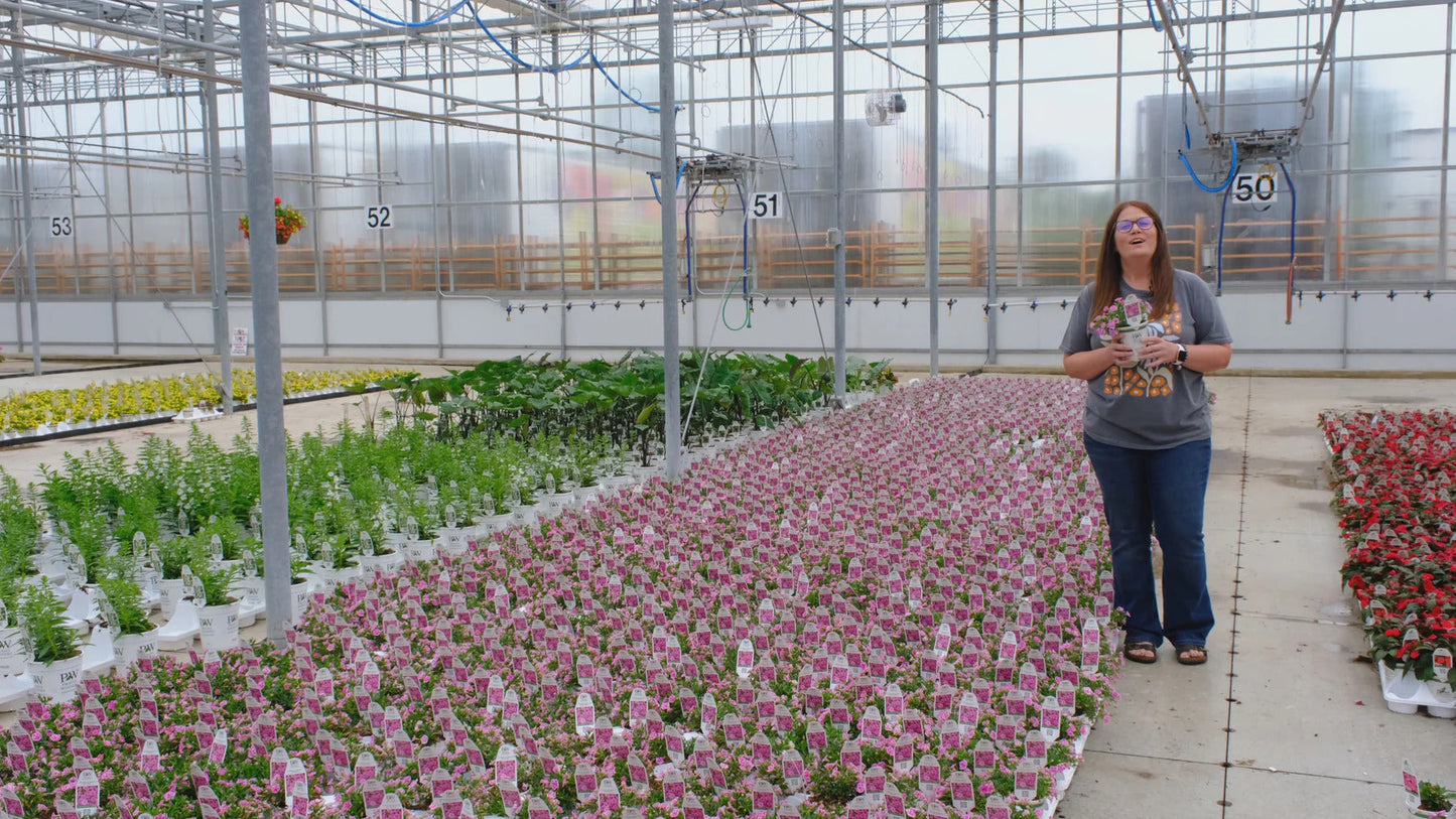 Proven Winners Direct Superbells Doublette Love Swept (Calibrachoa)