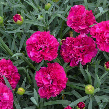 Proven Winners Direct Fruit Punch 'Funky Fuchsia' Pinks (Dianthus hybrid)