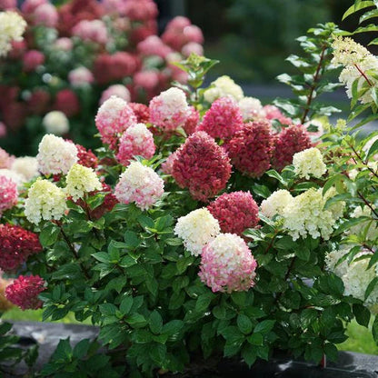 Proven Winners Direct Little Lime Punch Panicle Hydrangea (Paniculata)