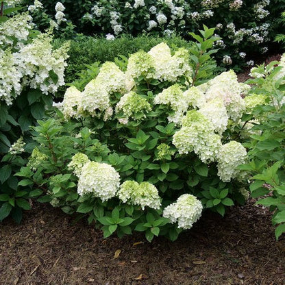 Proven Winners Direct Little Lime Punch Panicle Hydrangea (Paniculata)