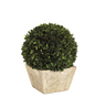 Ballard Designs Preserved Boxwood Topiary