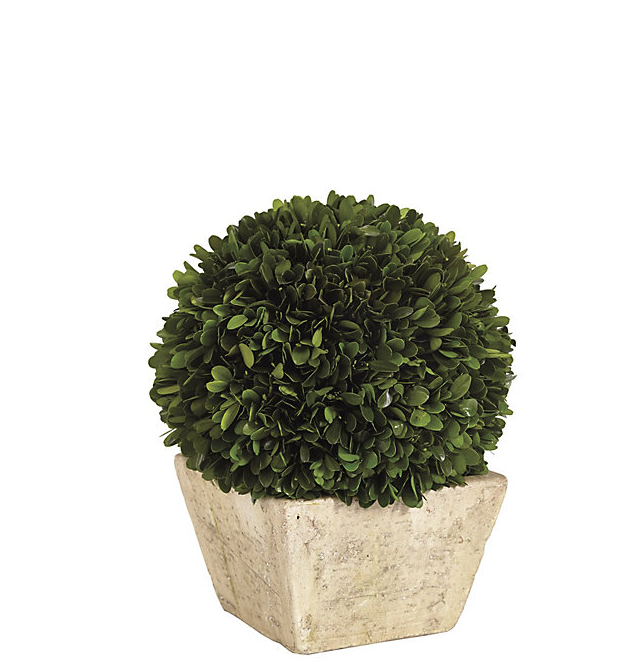 Ballard Designs Preserved Boxwood Topiary