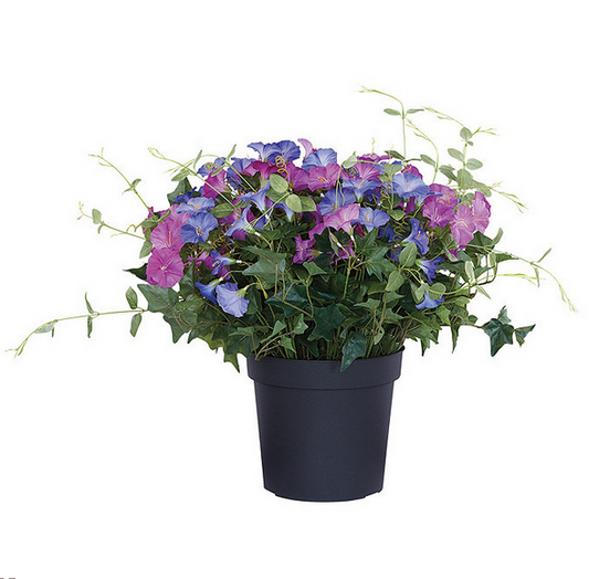 Ballard Designs Morning Glory Planter Filler