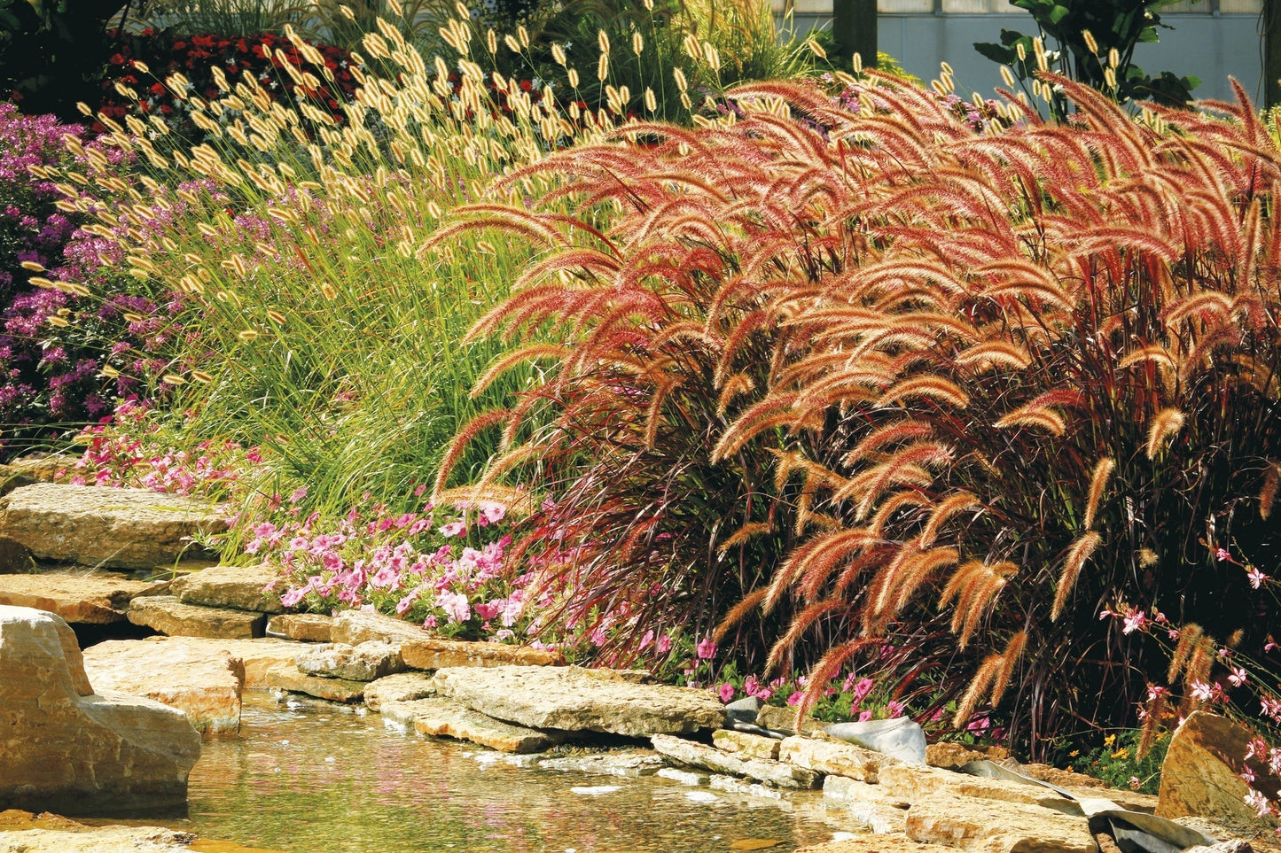 Proven Winners Direct Prairie Winds 'Desert Plains' Fountain Grass (Pennisetum)