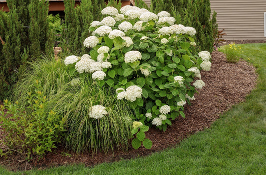 Proven Winners Direct Prairie Winds 'Desert Plains' Fountain Grass (Pennisetum)