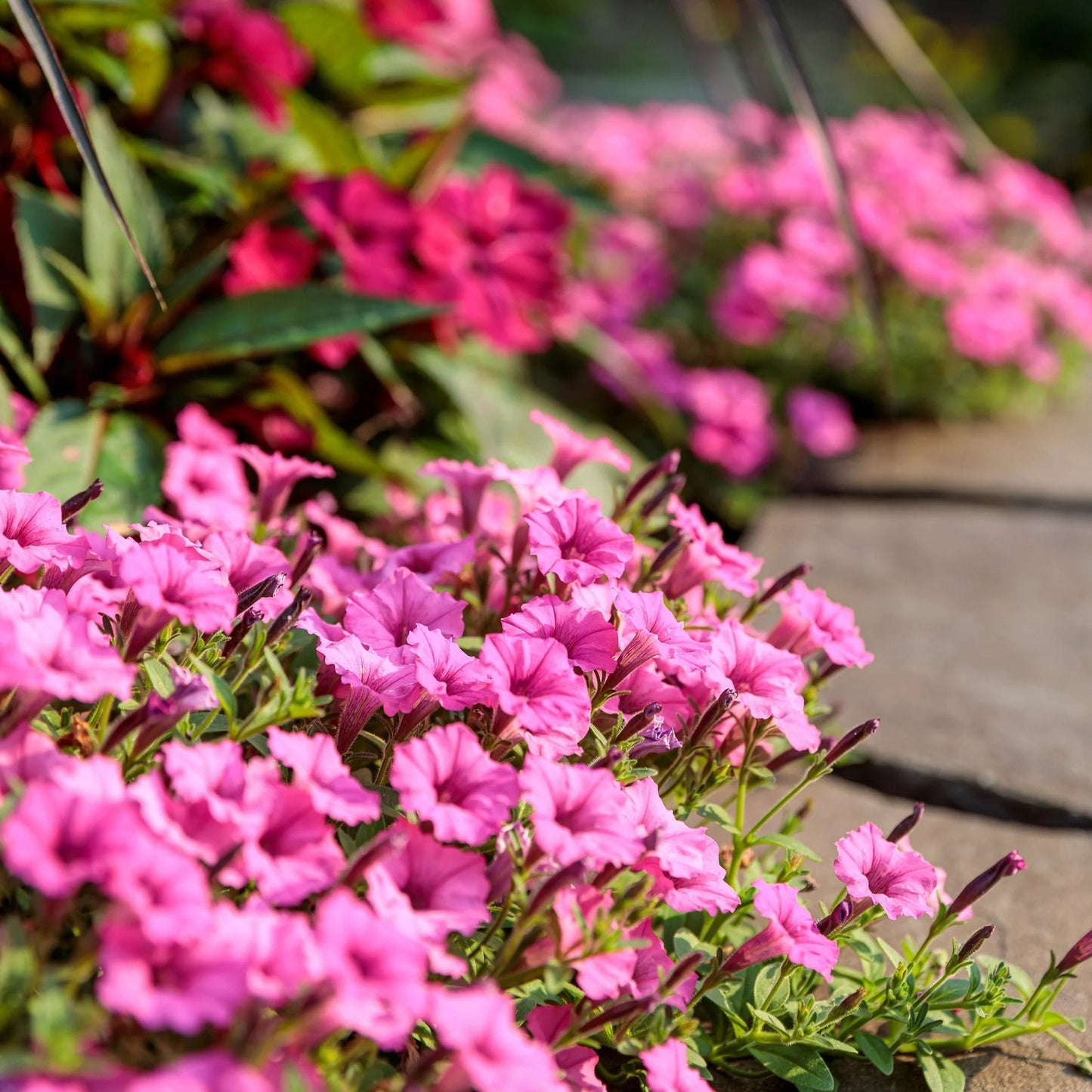 Proven Winners Direct Supertunia Mini Vista Hot Pink (Petunia)