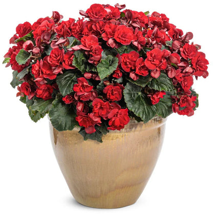 Proven Winners Direct Solenia Scarlet (Begonia) - New Proven Winners Variety 2024