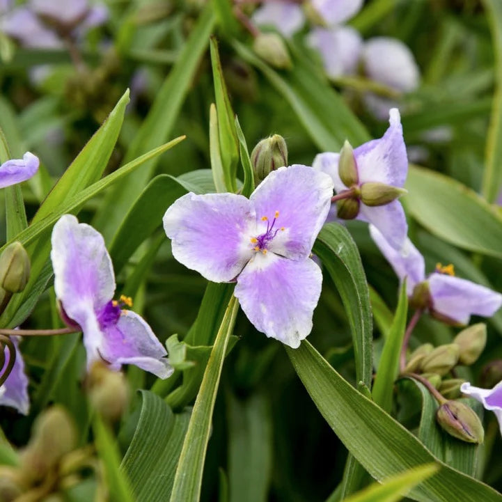 Proven Winners Direct Webmaster Spiderwort (Tradescantia)