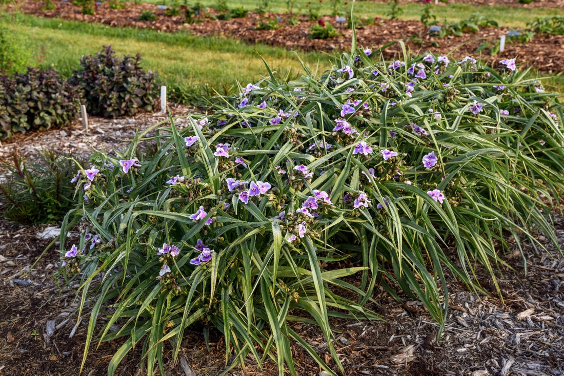 Proven Winners Direct Webmaster Spiderwort (Tradescantia)