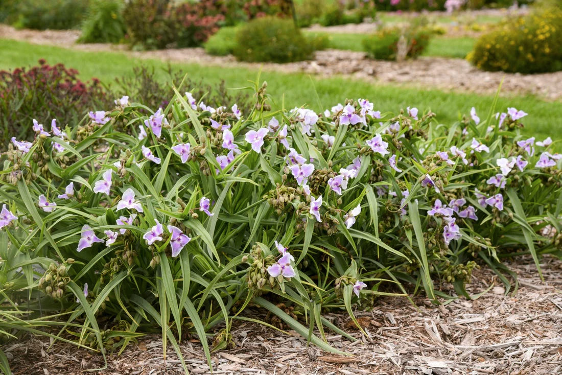 Proven Winners Direct Webmaster Spiderwort (Tradescantia)